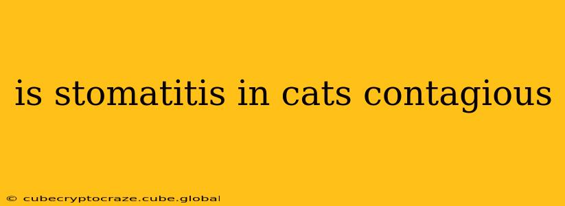 is stomatitis in cats contagious