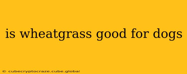 is wheatgrass good for dogs