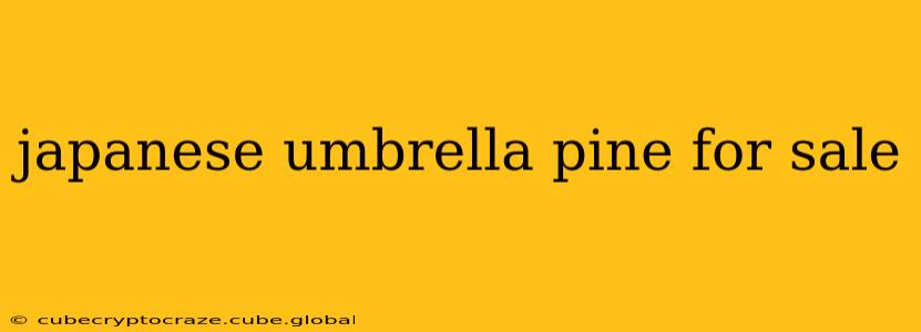 japanese umbrella pine for sale