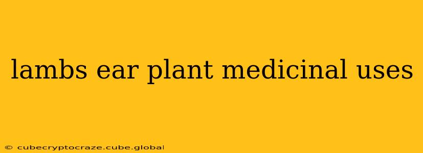 lambs ear plant medicinal uses