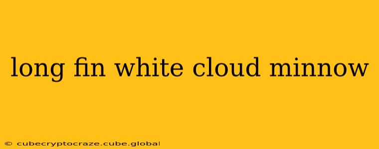 long fin white cloud minnow