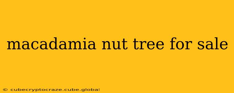 macadamia nut tree for sale