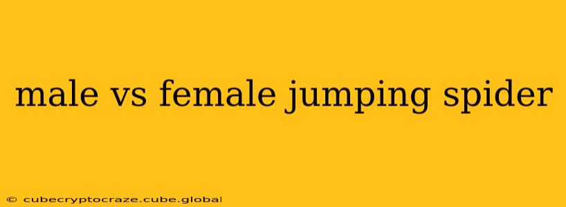 male vs female jumping spider