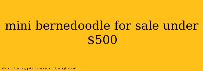 mini bernedoodle for sale under $500