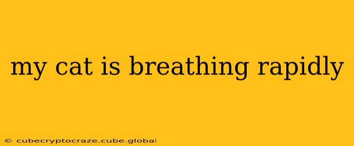my cat is breathing rapidly