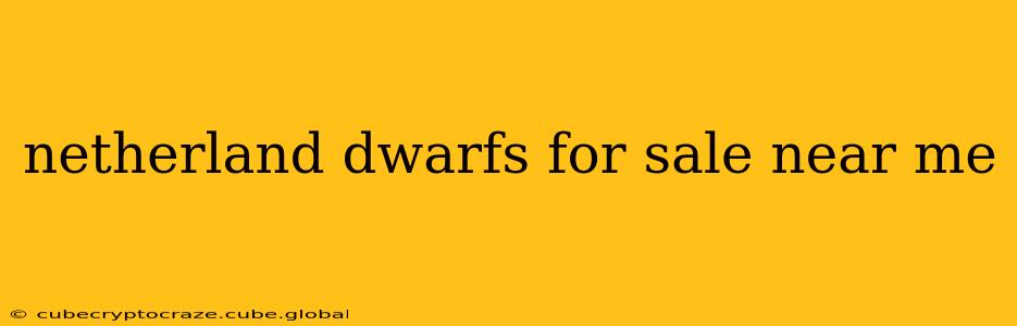netherland dwarfs for sale near me