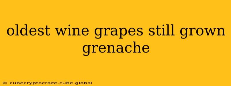 oldest wine grapes still grown grenache
