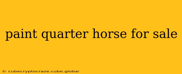 paint quarter horse for sale