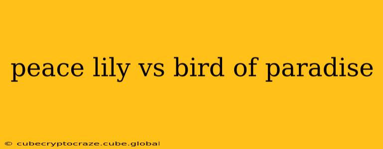peace lily vs bird of paradise