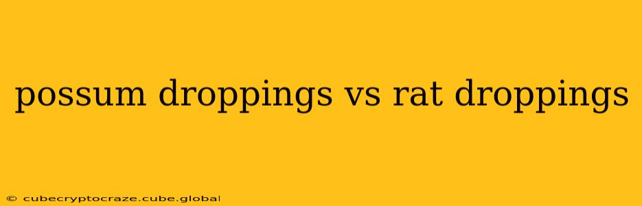 possum droppings vs rat droppings