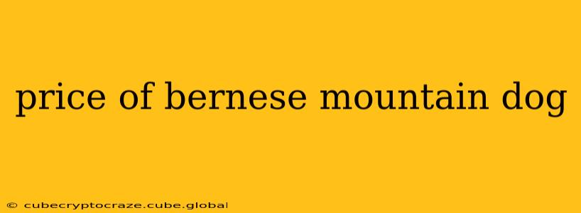 price of bernese mountain dog