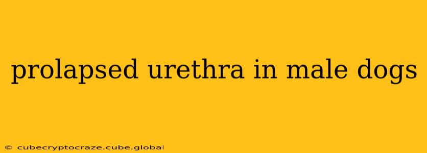 prolapsed urethra in male dogs