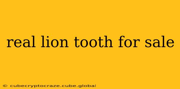 real lion tooth for sale