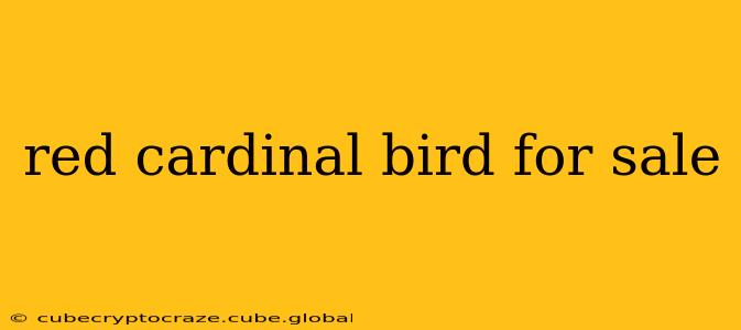 red cardinal bird for sale