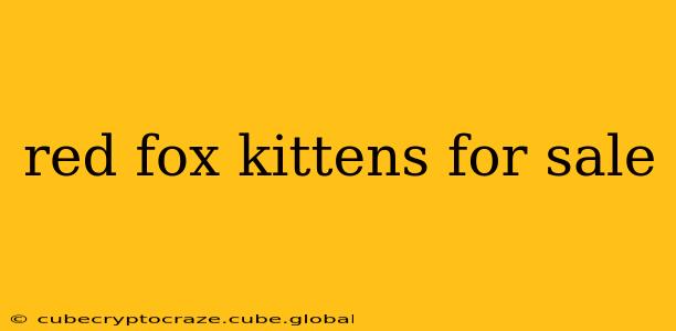 red fox kittens for sale