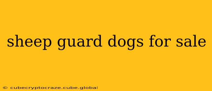 sheep guard dogs for sale