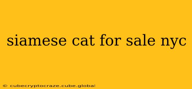siamese cat for sale nyc