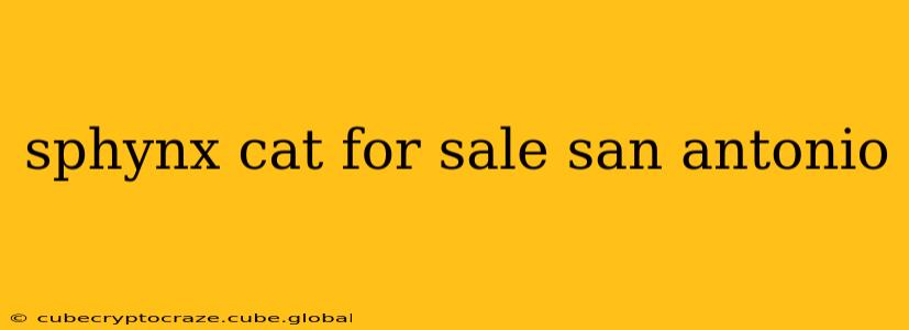 sphynx cat for sale san antonio