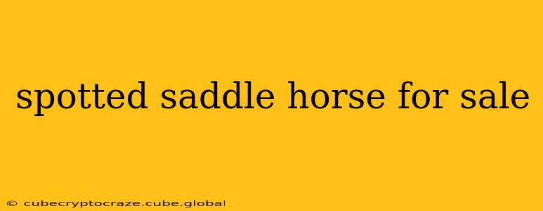 spotted saddle horse for sale