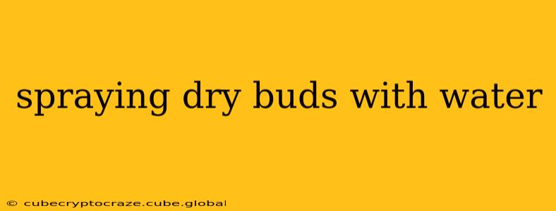 spraying dry buds with water
