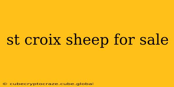 st croix sheep for sale