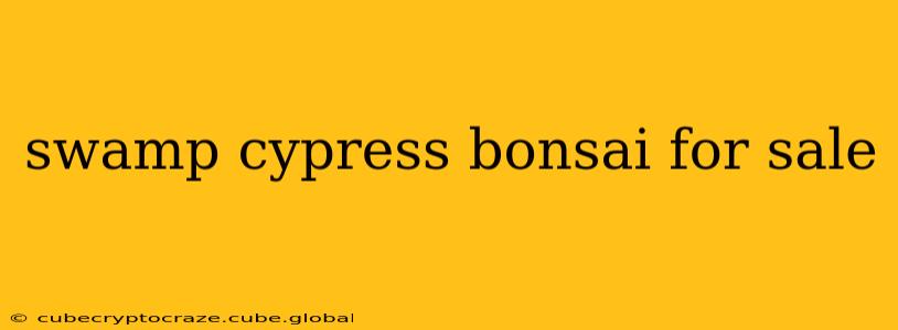 swamp cypress bonsai for sale