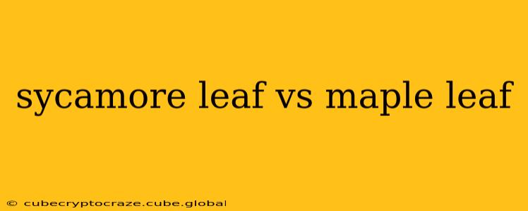 sycamore leaf vs maple leaf