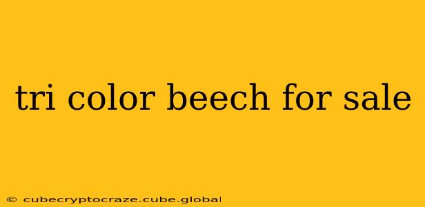 tri color beech for sale