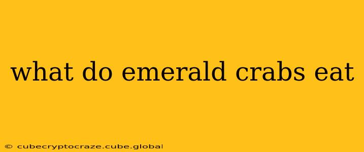 what do emerald crabs eat