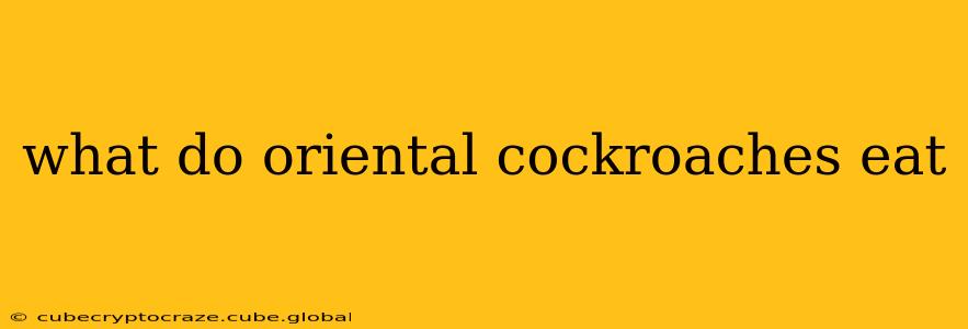 what do oriental cockroaches eat
