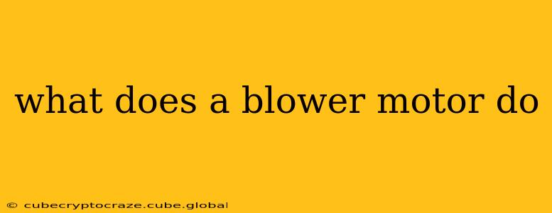 what does a blower motor do