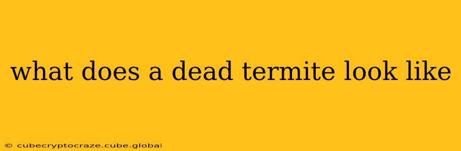 what does a dead termite look like