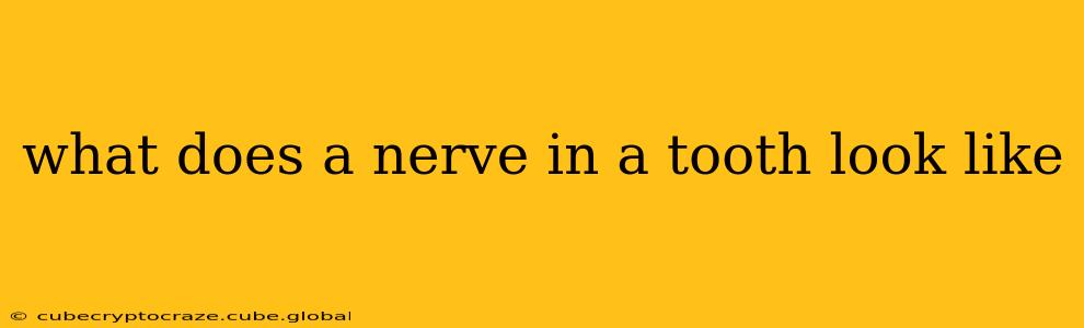 what does a nerve in a tooth look like