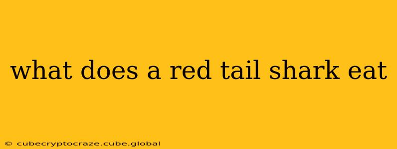 what does a red tail shark eat