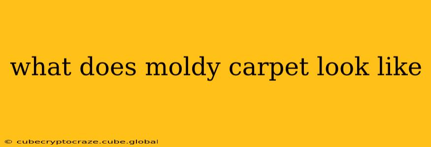 what does moldy carpet look like
