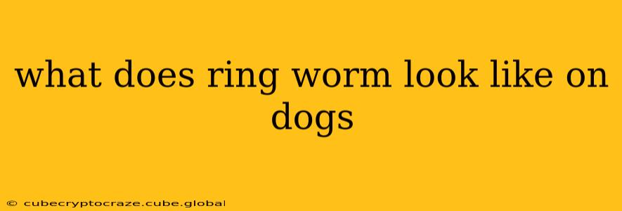 what does ring worm look like on dogs