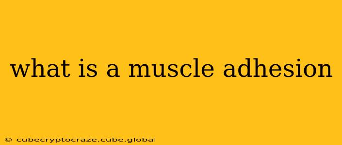what is a muscle adhesion