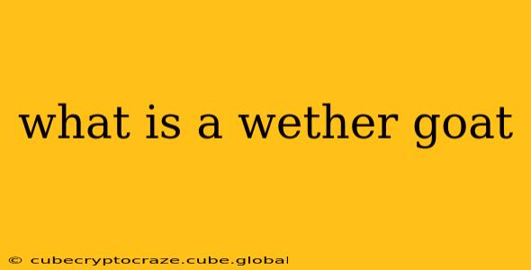 what is a wether goat