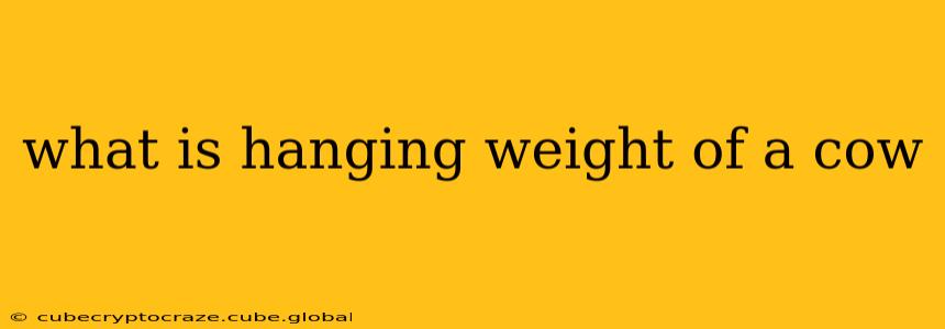 what is hanging weight of a cow