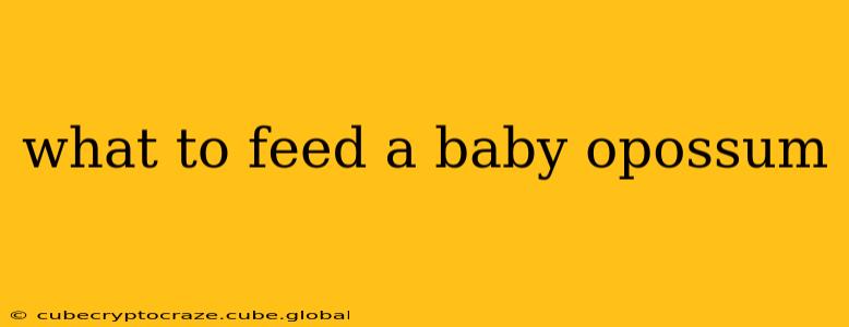what to feed a baby opossum