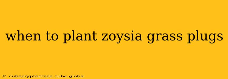 when to plant zoysia grass plugs