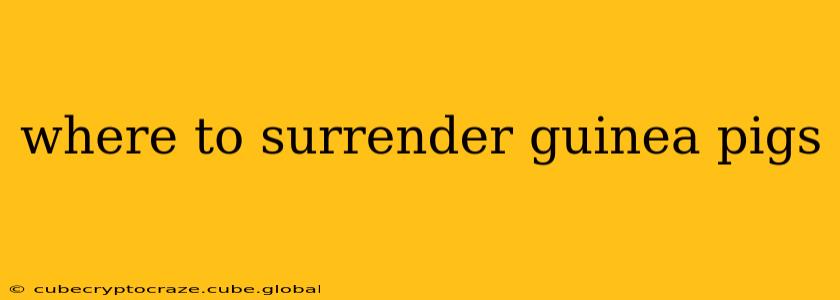 where to surrender guinea pigs