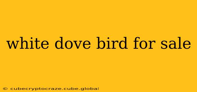 white dove bird for sale