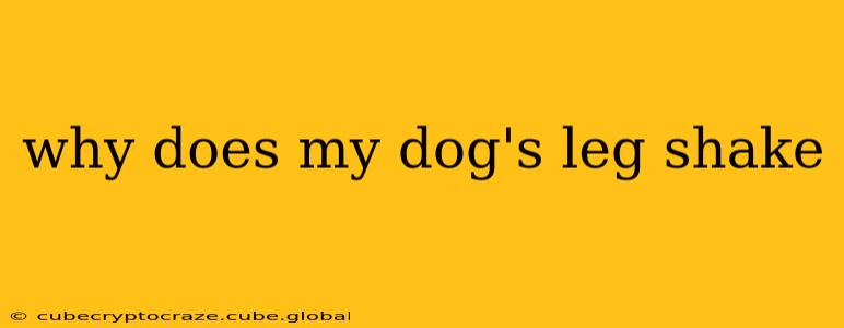 why does my dog's leg shake
