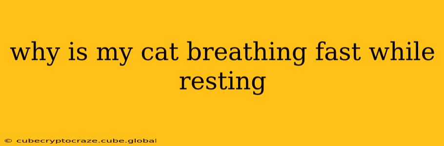 why is my cat breathing fast while resting