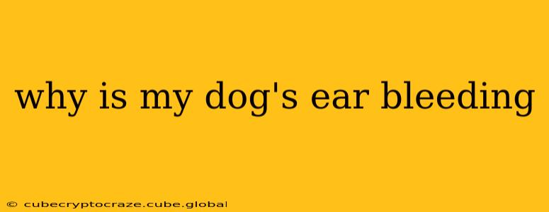 why is my dog's ear bleeding