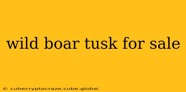 wild boar tusk for sale
