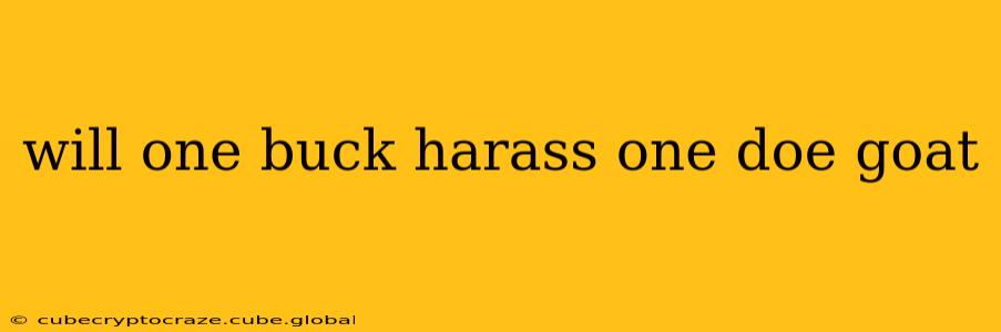 will one buck harass one doe goat