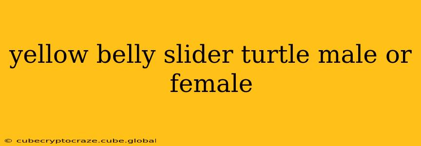 yellow belly slider turtle male or female